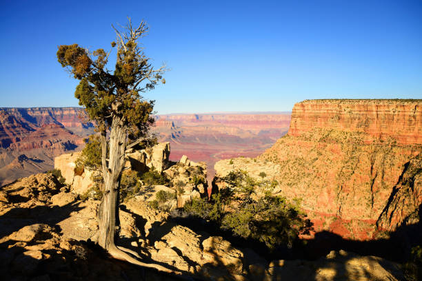istock Juniper Tree on Edge of Grand Canyon Arizona 1467125265