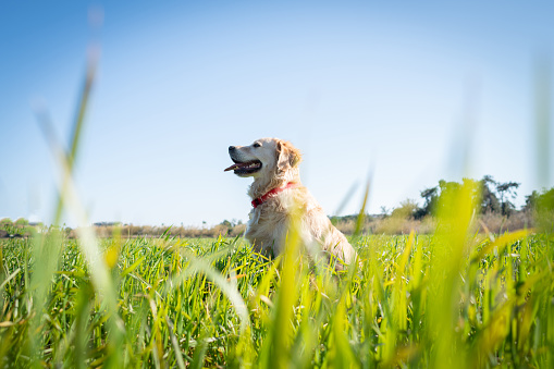 Happy golden retriever dog in green wheat field outdoor