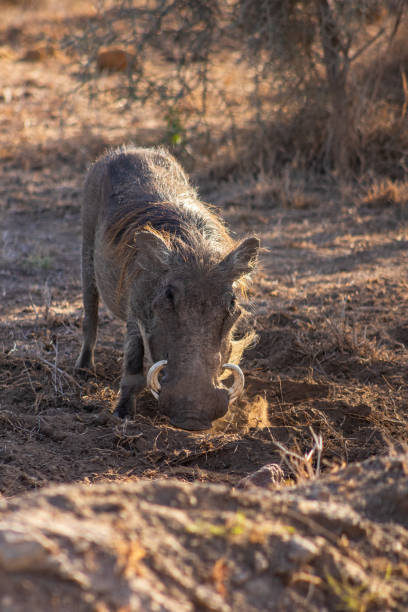 istock Warthog in the savannah 1467125352