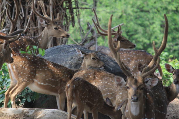 Indian deers at Bannerghatta national park Bangalore sitting or standing in the zoo. forest Wildlife sanctuaries in Karnataka India Indian deers at Bannerghatta national park Bangalore sitting or standing in the zoo. forest Wildlife sanctuaries in Karnataka India bannerghatta national park stock pictures, royalty-free photos & images
