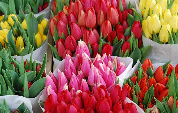 istock Tulips for sale 146712909