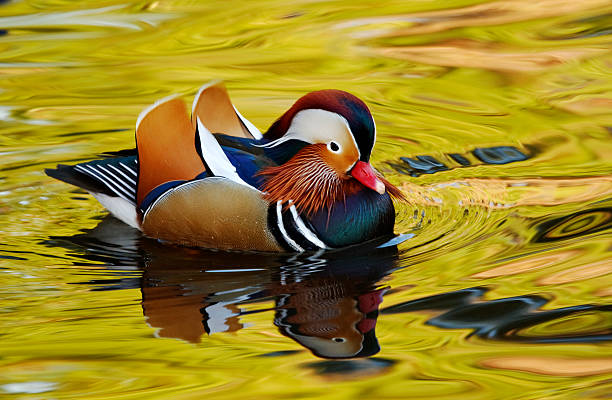 istock Mandarin Duck Showing Its Colors 146713049