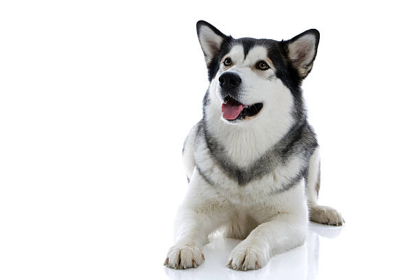 Alaskan Malamute Dog Beautiful 3 years old purebred Alaskan malamute Dog malamute stock pictures, royalty-free photos & images