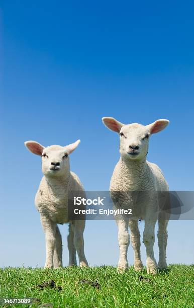 Cute Lambs Stock Photo - Download Image Now - Affectionate, Agriculture, Animal