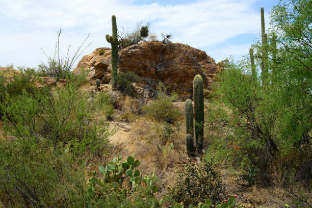 istock Early Morning Saguaro National Park 1467131589