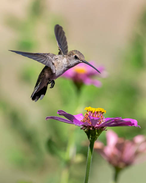 istock Side View of Hovering Hummingbird 1467132344