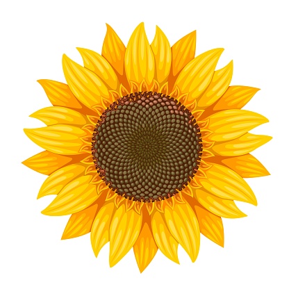 Vector illustration, sunflower isolated on white background.