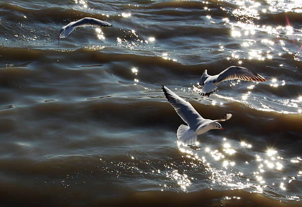 Flight stock photo