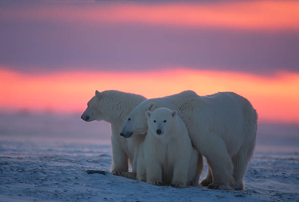 istock Polar bears in Canadian Arctic 146713429