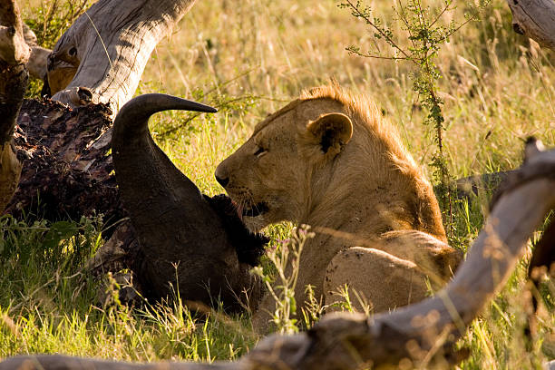 istock Lioness eating cape buffalo 146713453