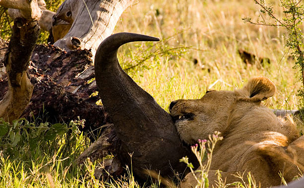 Löwin Essen cape buffalo – Foto
