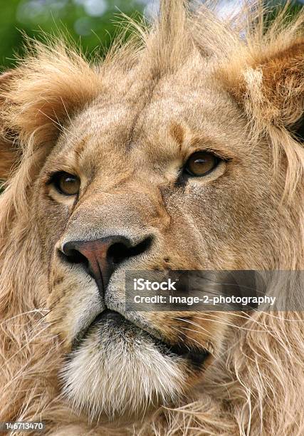 Leo El León Foto de stock y más banco de imágenes de Animal macho - Animal macho, Animales de Safari, Animales en cautiverio