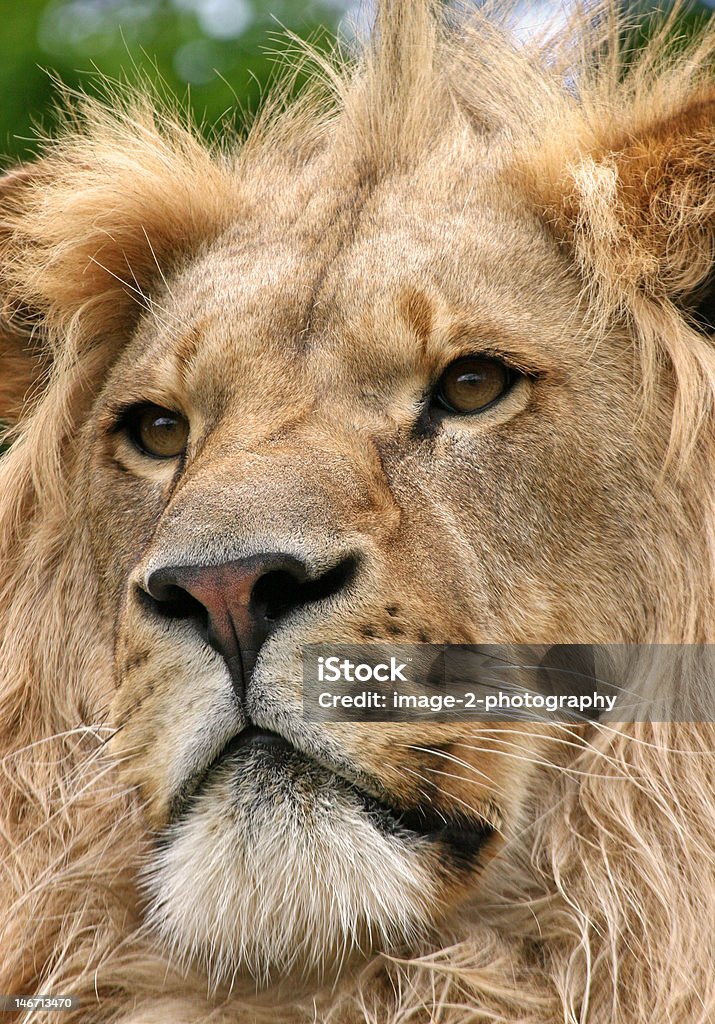 leo il leone - Foto stock royalty-free di Animale da safari