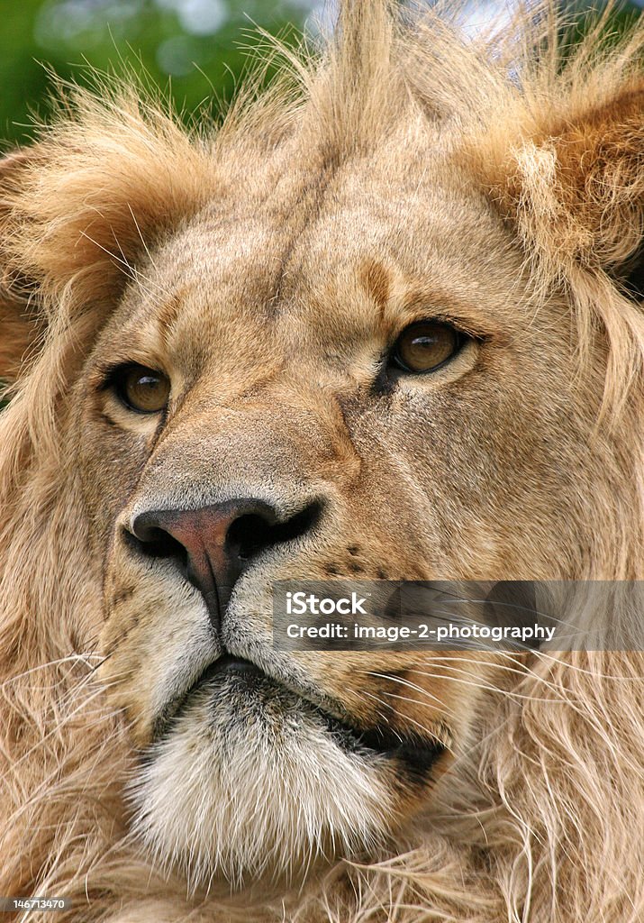 leo, o leão - Royalty-free Animal Cativo Foto de stock
