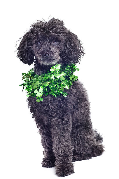 black toy poodle isolated on white background stock photo