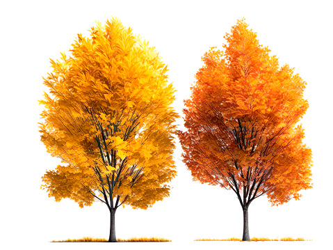 Autumn trees isolated on white background