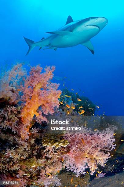 Marine Patrol Stock Photo - Download Image Now - Shark, Red Sea, Underwater