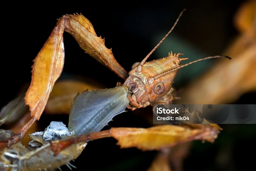 Insetos comer sua pele - Foto de stock de Bicho-Pau royalty-free