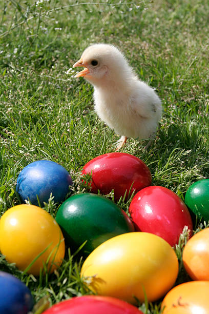 Easter eggs and chicken stock photo