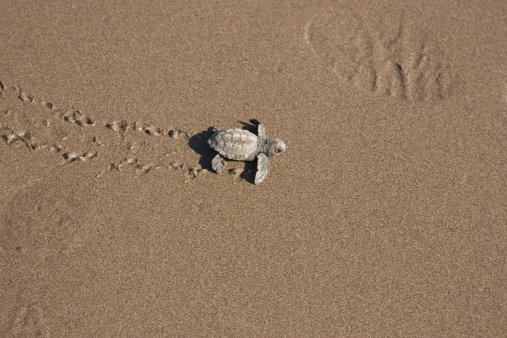 This is a newly hatched sea turtle making its way to the ocean.  The human shoe print in the top right corner gives one perspective regarding how small this newborn turtle actually is.  This photo was taken at a turtle preservation farm in Mazatlan Mexico.
