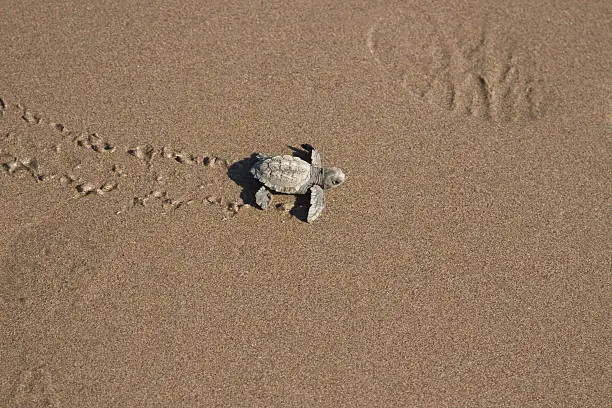 Photo of Footprints in the Sand