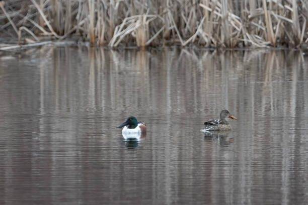 istock Northern shoveler drake and hen. 1467142084