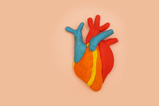 Human heart model made of modeling clay.