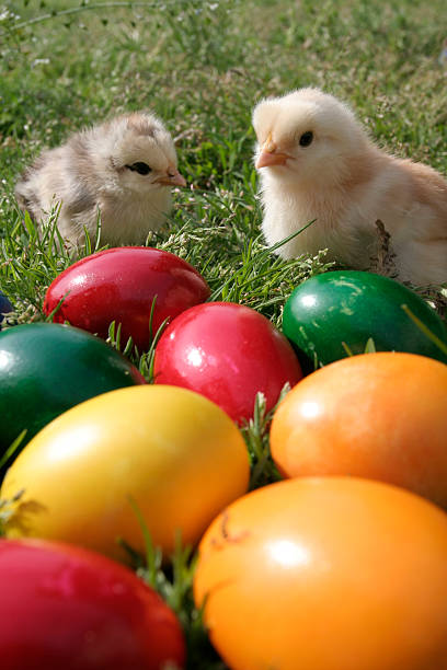 Easter eggs and chickens stock photo