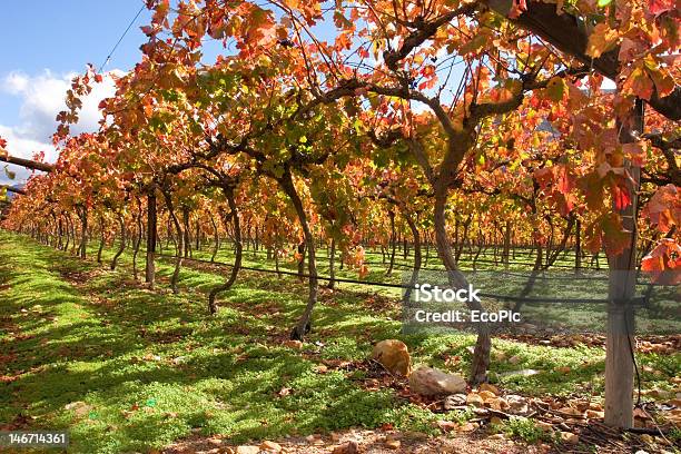Vineyard Stock Photo - Download Image Now - Africa, Agricultural Field, Agriculture