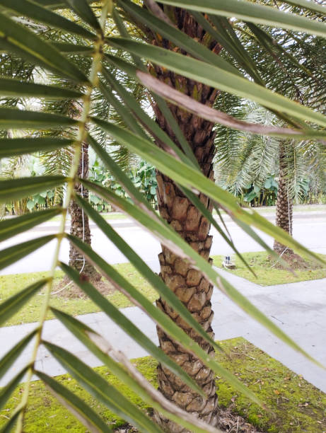 istock The walnut palm tree or palem kenarit7 or Phoenix canariensis 1467145251