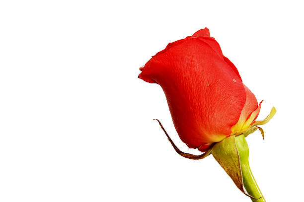 red rose isolated on white stock photo