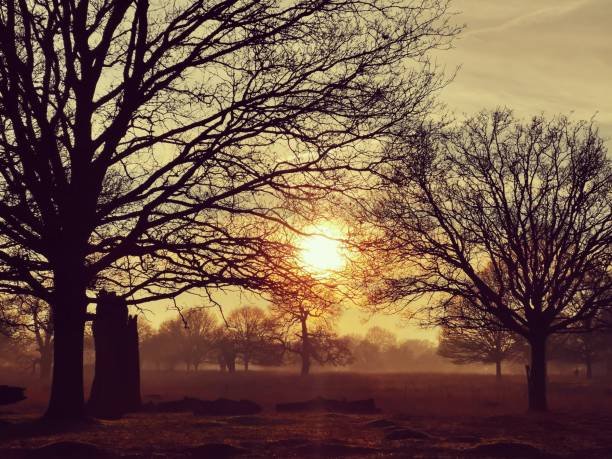 Sunset in misty Richmond Park Sunset in misty Richmond Park richmond park stock pictures, royalty-free photos & images