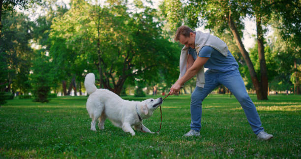 istock Playful golden retriever pulling leash. Owner playing with harness in park. 1467146536