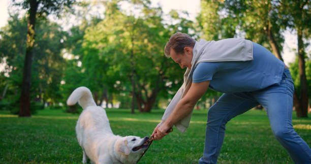 istock Playful dog hold leash in teeth playing. Smiling man pulling rope in park. 1467146556
