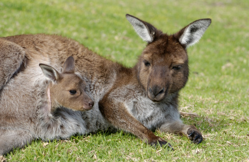 kangaroo with baby joey in pouch