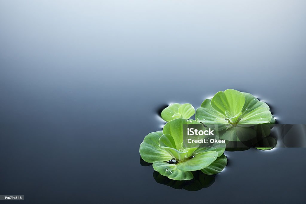 plants and water green plants with dew floating on water Backgrounds Stock Photo