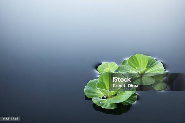 Plants And Water Stock Photo - Download Image Now - Backgrounds, Copy Space, Dew