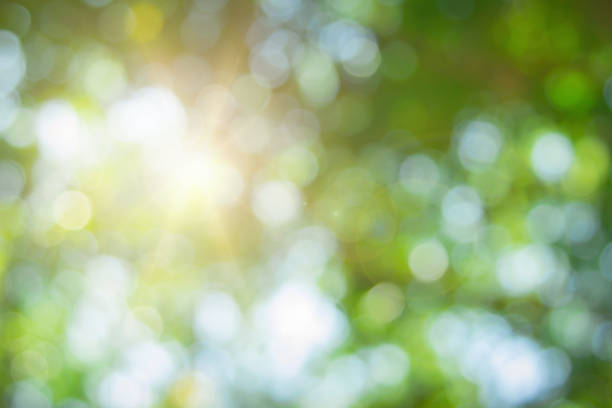 istock Abstract green foliage and tree in jungle blur with sun light spring summer. Farming concept on plant forest and environment day of farmer organic building sunshine on leaf herb lush soft in ecology. 1467149748