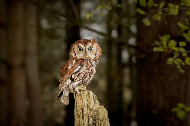 Photo of Screech owl staring at the camera