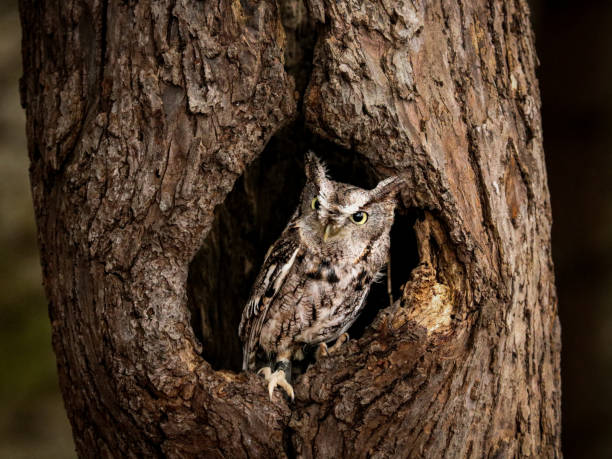 istock Eastern screech owl camouflaged 1467150884