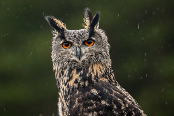 istock Eurasian eagle owl staring at the camera 1467150893