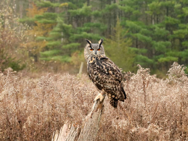 istock Eurasian eagle owl perched in the forest 1467150919