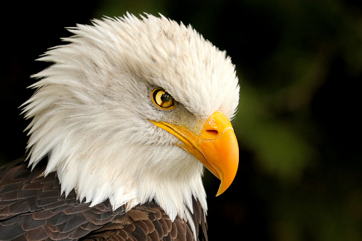 A close-up portrait of an American Bald Eagle, looking down, with its nictitating membrane eyelid exposed