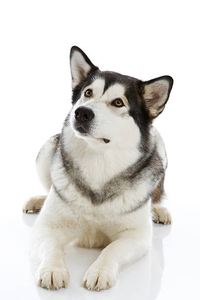 istock Alaskan Malamute Dog 146715153