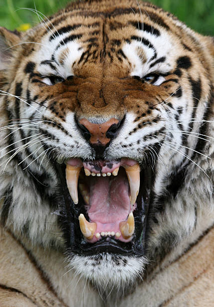 tigers roar stock photo