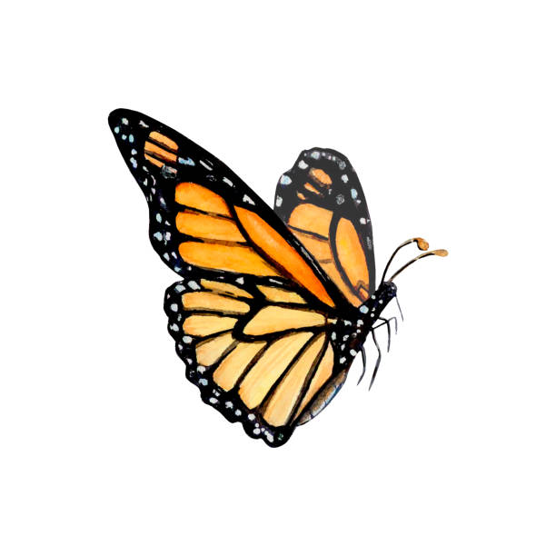 istock Illustration of an orange monarch butterfly Watercolor drawing 1467152658