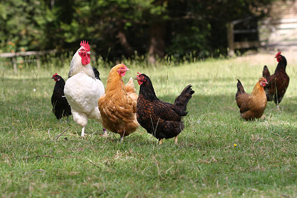 istock Free-range chickens in farm yard 146715293