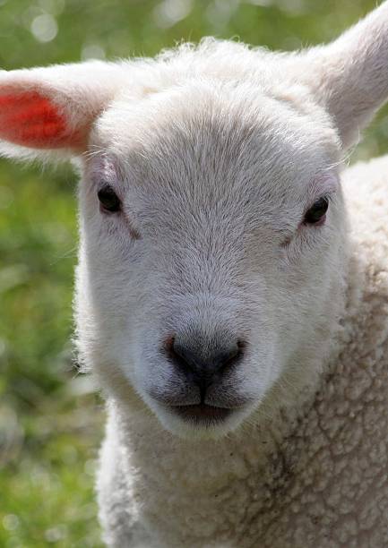 lamb stock photo