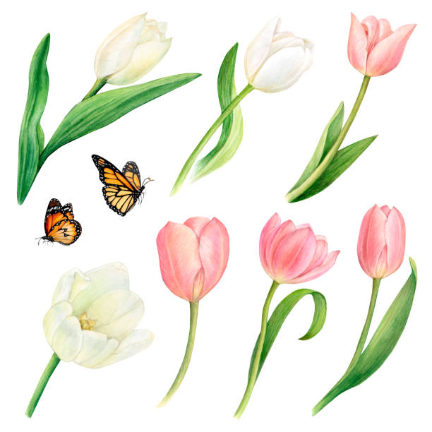 Watercolour pink and white tulips isolated and butterflies on a white background. Botanical drawing by hand. Watercolour pink and white tulips isolated and butterflies on a white background. Botanical drawing by hand. For holiday cards, advertising posters, fabric printing, stickers according to your design and prints white tulips stock illustrations