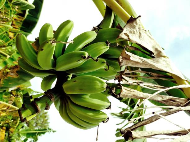 Young fruit of musa akuminata Kepok bananas, which in scientific language, Musa Akuminata, are most delicious when cooked with compote. plantain banana banana tree tropical climate stock pictures, royalty-free photos & images